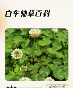 家里阳光不足怎么养花，选对植物种类，掌握养护技巧