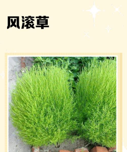 家里阳光不足怎么养花，选对植物种类，掌握养护技巧