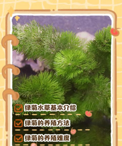 家里阳光不足怎么养花，选对植物种类，掌握养护技巧