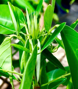 家里阳光不足怎么养花，选对植物种类，掌握养护技巧