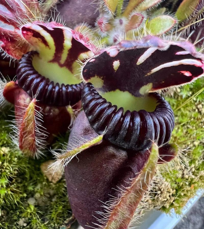 家里阳光不足怎么养花，选对植物种类，掌握养护技巧