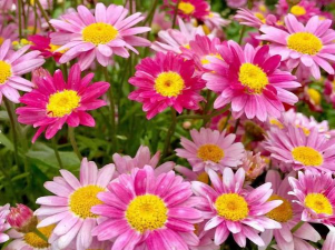 家里阳光不足怎么养花，选对植物种类，掌握养护技巧