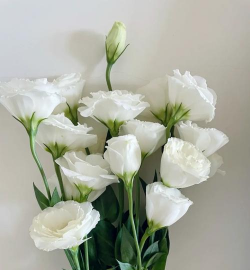 家里阳光不足怎么养花，选对植物种类，掌握养护技巧