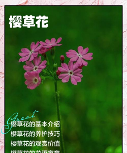 家里阳光不足怎么养花，选对植物种类，掌握养护技巧