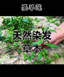 家里阳光不足怎么养花，选对植物种类，掌握养护技巧