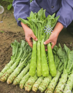 家里阳光不足怎么养花，选对植物种类，掌握养护技巧