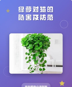 家里阳光不足怎么养花，选对植物种类，掌握养护技巧