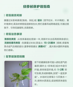 家里阳光不足怎么养花，选对植物种类，掌握养护技巧
