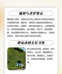 家里阳光不足怎么养花，选对植物种类，掌握养护技巧
