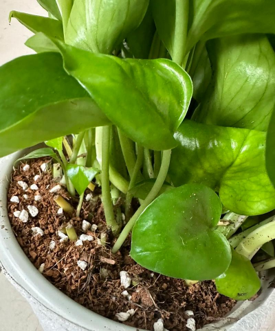 家里阳光不足怎么养花，选对植物种类，掌握养护技巧