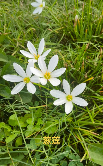 家里阳光不足怎么养花，选对植物种类，掌握养护技巧