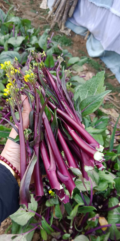 家里阳光不足怎么养花，选对植物种类，掌握养护技巧