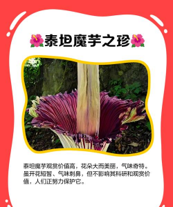 家里阳光不足怎么养花，选对植物种类，掌握养护技巧