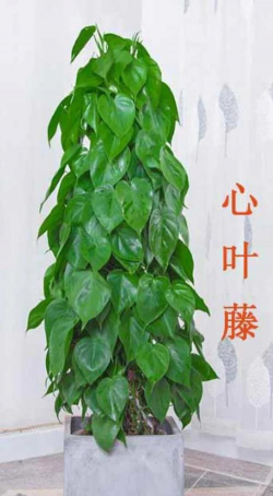 家里阳光不足怎么养花，选对植物种类，掌握养护技巧