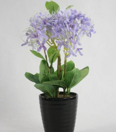 家里阳光不足怎么养花，选对植物种类，掌握养护技巧