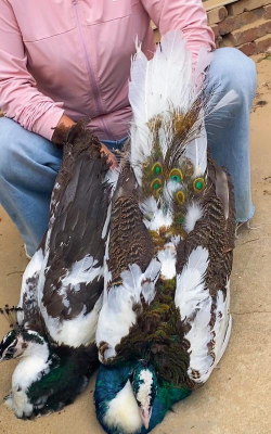家里阳光不足怎么养花，选对植物种类，掌握养护技巧