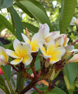 家里阳光不足怎么养花，选对植物种类，掌握养护技巧