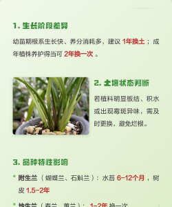 家里阳光不足怎么养花，选对植物种类，掌握养护技巧