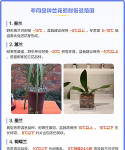 家里阳光不足怎么养花，选对植物种类，掌握养护技巧