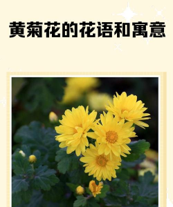家里阳光不足怎么养花，选对植物种类，掌握养护技巧