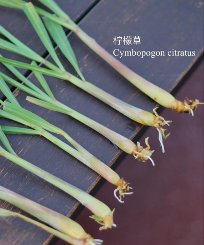 家里阳光不足怎么养花，选对植物种类，掌握养护技巧