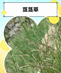 家里阳光不足怎么养花，选对植物种类，掌握养护技巧