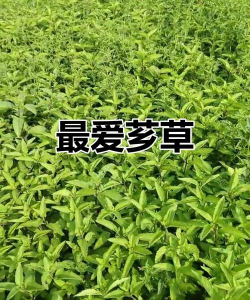 家里阳光不足怎么养花，选对植物种类，掌握养护技巧