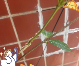 小众送妈妈的花有哪些花