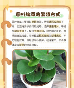 家里阳光不足怎么养花，选对植物种类，掌握养护技巧