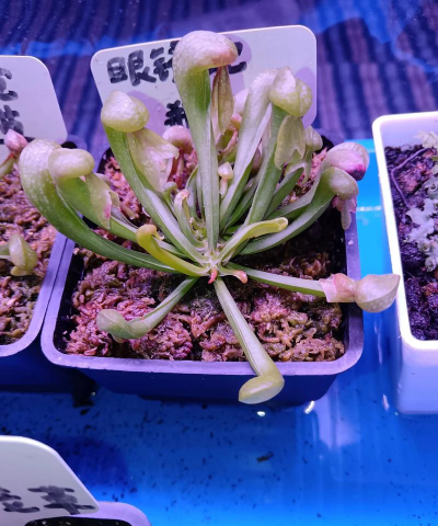 家里阳光不足怎么养花，选对植物种类，掌握养护技巧