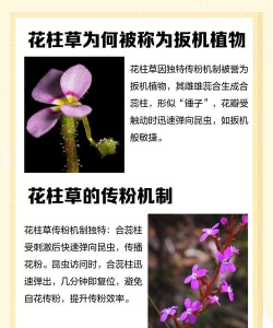 家里阳光不足怎么养花，选对植物种类，掌握养护技巧