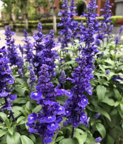 家里阳光不足怎么养花，选对植物种类，掌握养护技巧