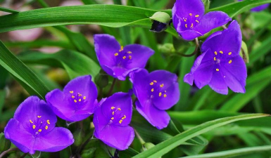 家里阳光不足怎么养花，选对植物种类，掌握养护技巧