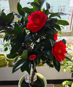 家里阳光不足怎么养花，选对植物种类，掌握养护技巧