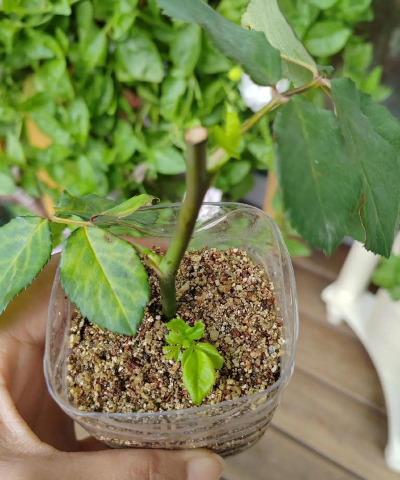 家里阳光不足怎么养花，选对植物种类，掌握养护技巧