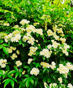 家里阳光不足怎么养花，选对植物种类，掌握养护技巧