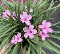 家里阳光不足怎么养花，选对植物种类，掌握养护技巧