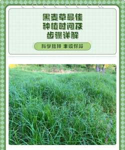 家里阳光不足怎么养花，选对植物种类，掌握养护技巧