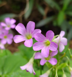 家里阳光不足怎么养花，选对植物种类，掌握养护技巧