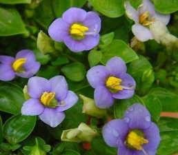 家里阳光不足怎么养花，选对植物种类，掌握养护技巧