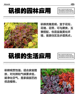 家里阳光不足怎么养花，选对植物种类，掌握养护技巧