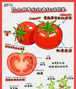 家里阳光不足怎么养花，选对植物种类，掌握养护技巧