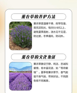 家里阳光不足怎么养花，选对植物种类，掌握养护技巧