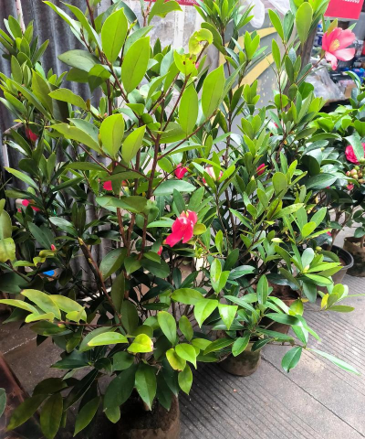 家里阳光不足怎么养花，选对植物种类，掌握养护技巧