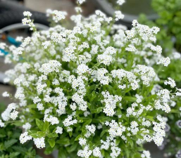 家里阳光不足怎么养花，选对植物种类，掌握养护技巧