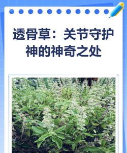 家里阳光不足怎么养花，选对植物种类，掌握养护技巧
