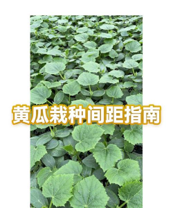 家里阳光不足怎么养花，选对植物种类，掌握养护技巧