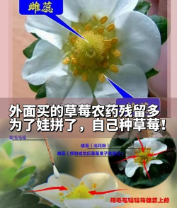家里阳光不足怎么养花，选对植物种类，掌握养护技巧