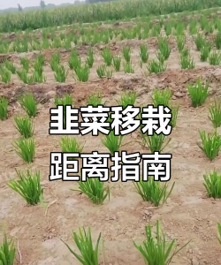 家里阳光不足怎么养花，选对植物种类，掌握养护技巧