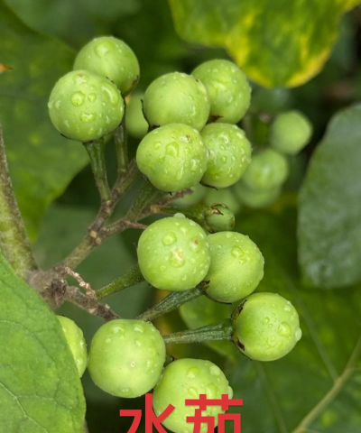 家里阳光不足怎么养花，选对植物种类，掌握养护技巧